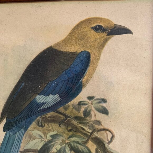 Vintage Framed Bird Book Plates - Picture 5 of 9